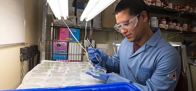Student in the College of Agriculture and Natural Resources works in a lab. 